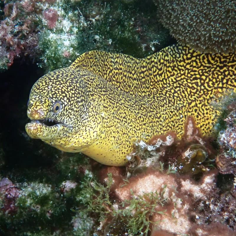 Abbott's Moray Eel