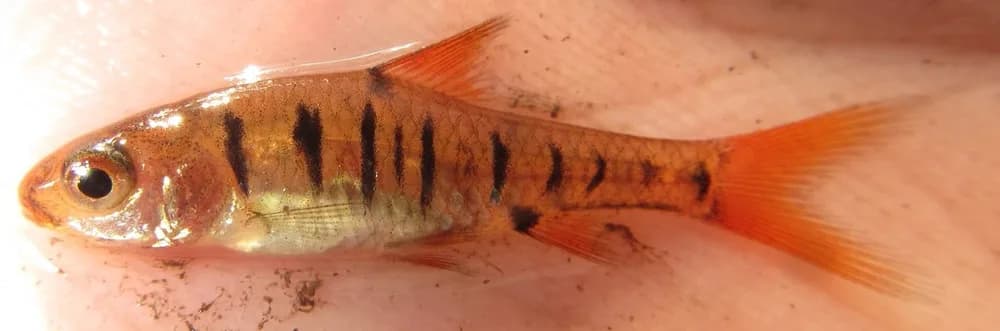 African Banded Barb