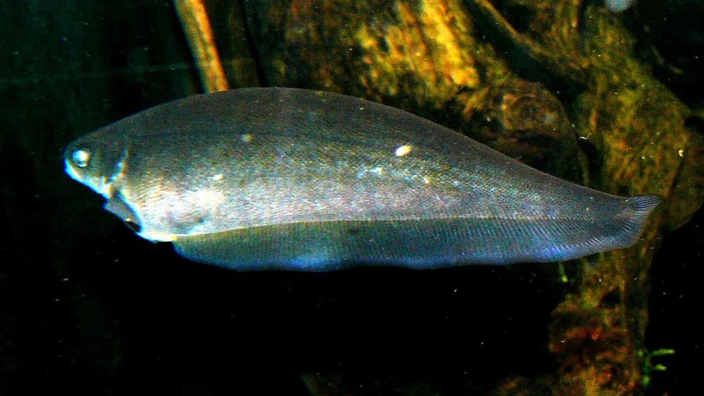 African Knifefish