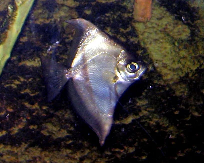 African Moony