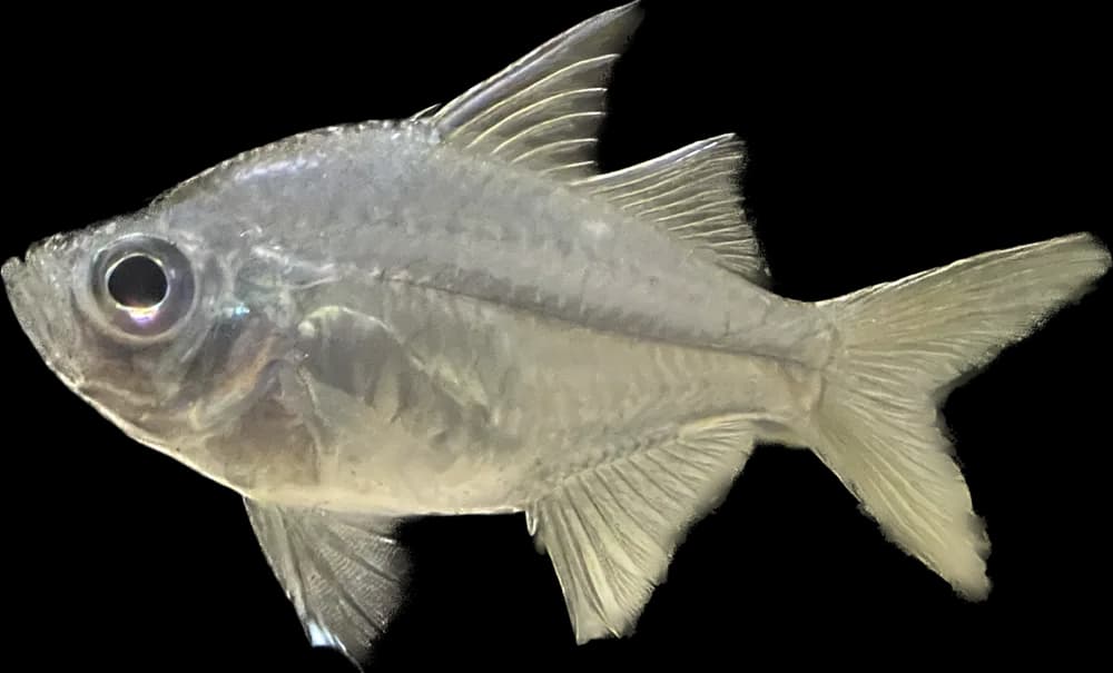 Agassiz's Glassfish