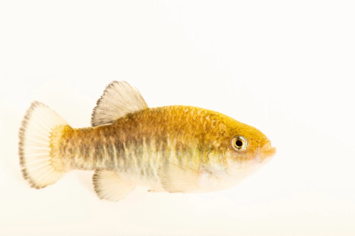 Amargosa Pupfish