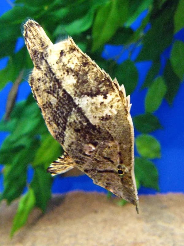 Amazon Leaffish