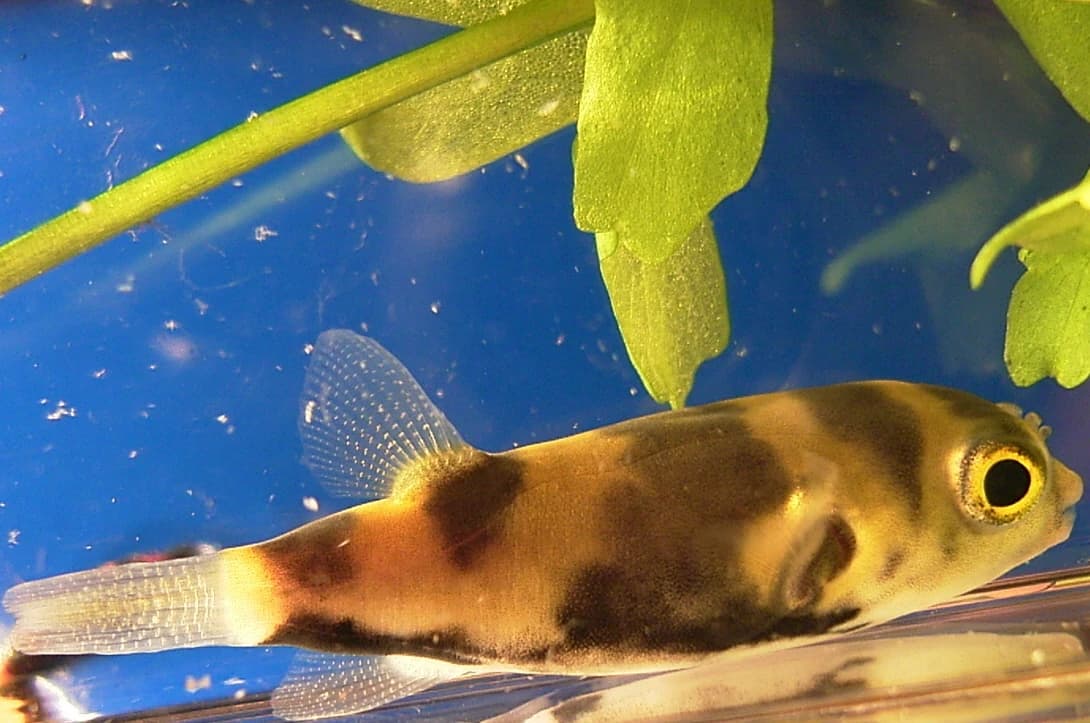 Amazon Puffer