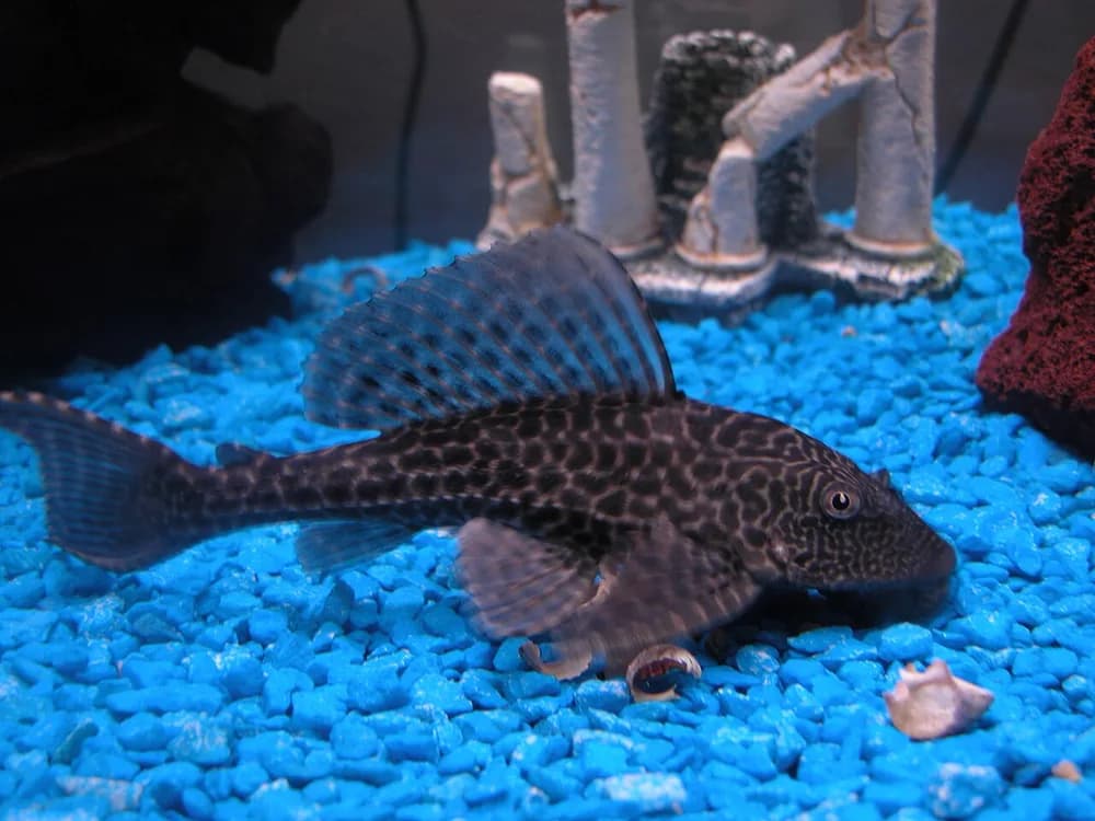 Amazon Sailfin Catfish