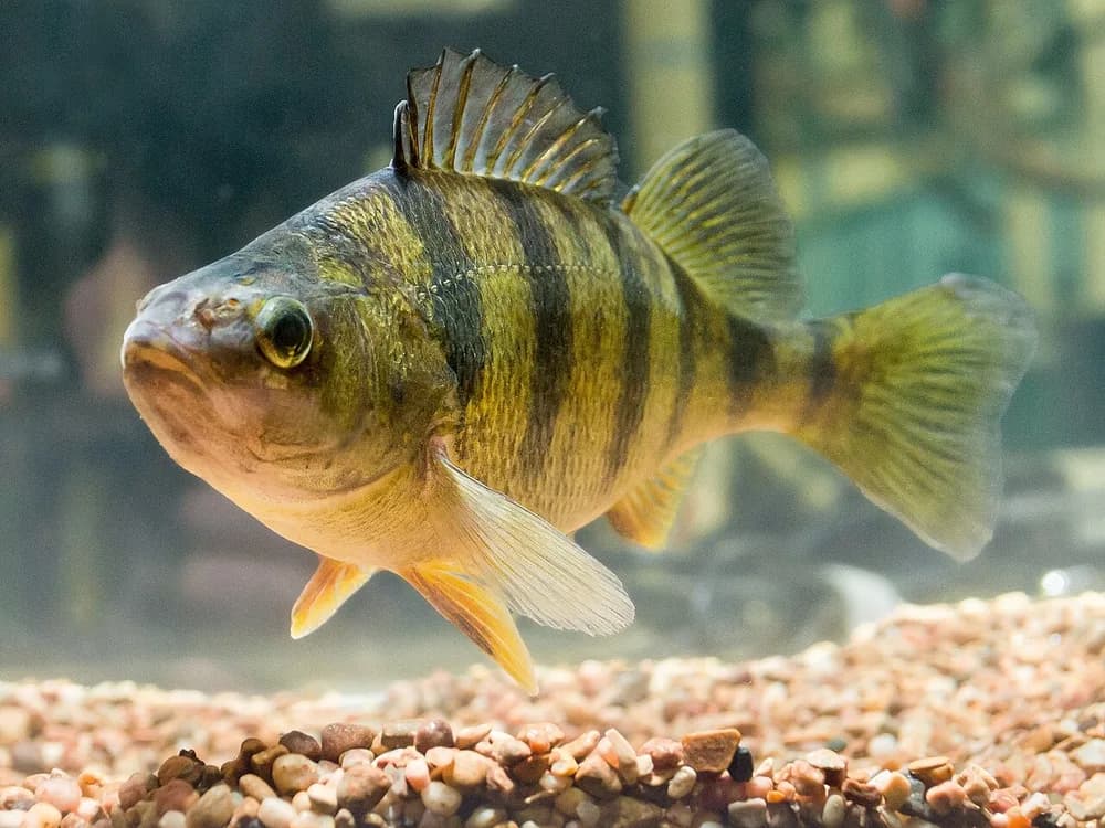 American Yellow Perch