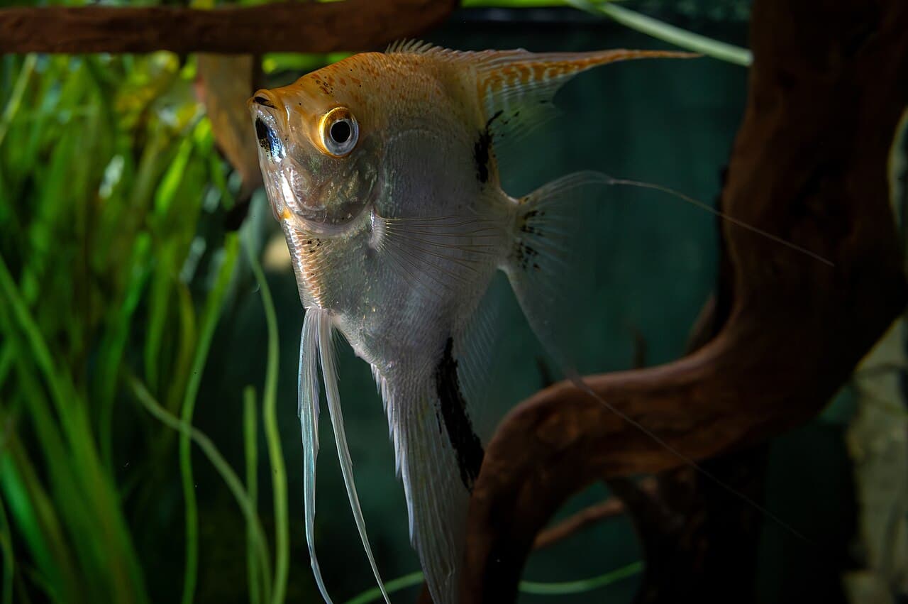 Complete view of an angelfish in an aquarium