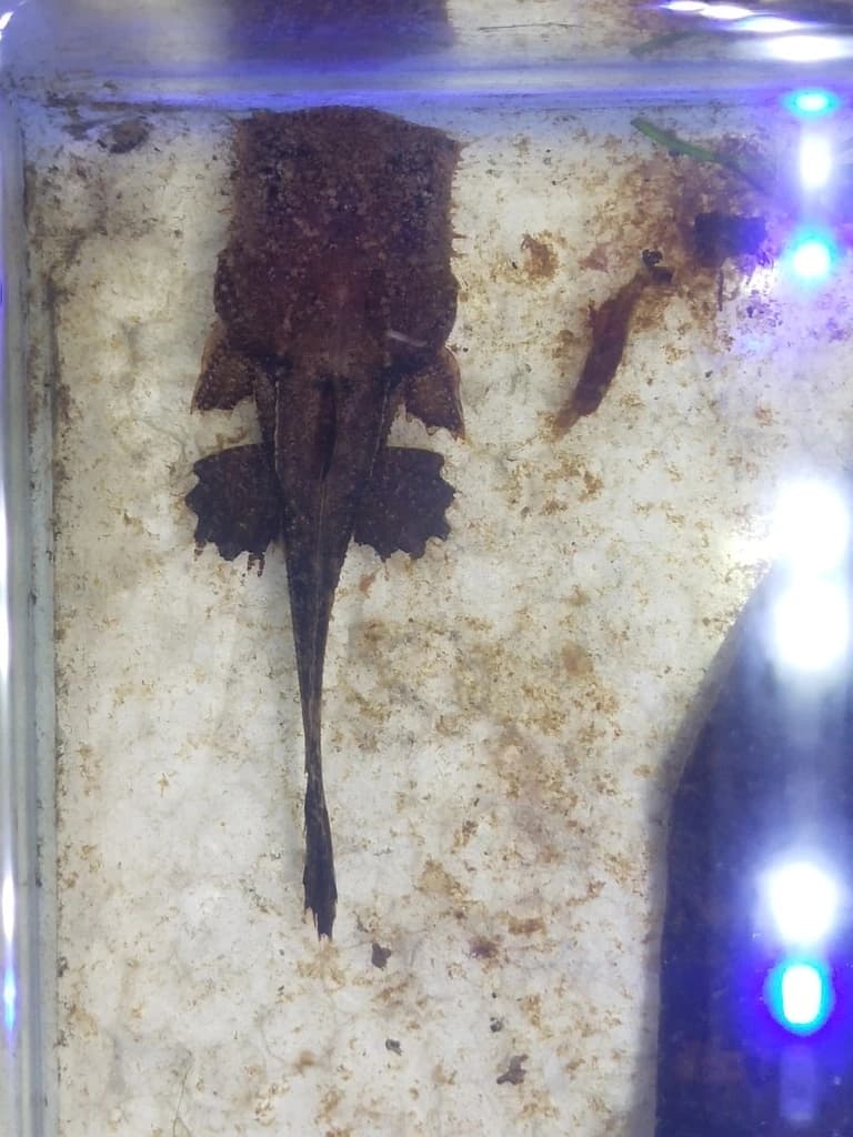 Angler Catfish