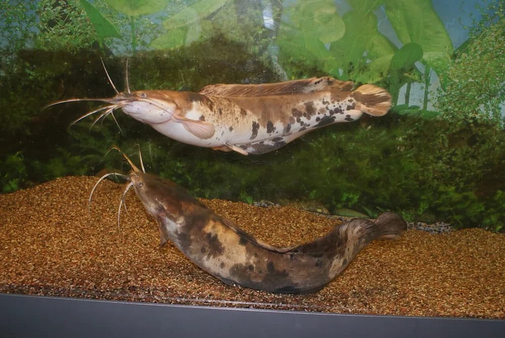 Angolian Walking Catfish
