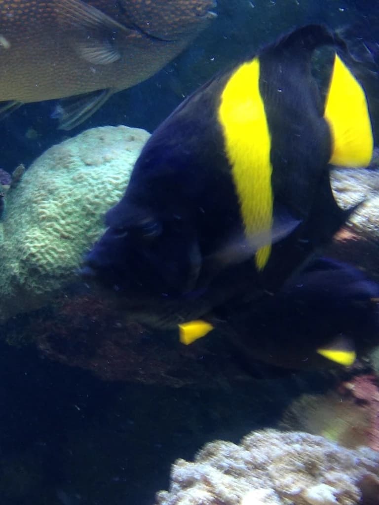 Arabian Angelfish