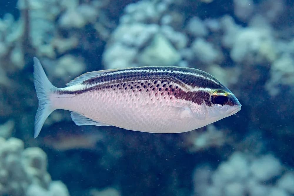 Arabian Monocle Bream