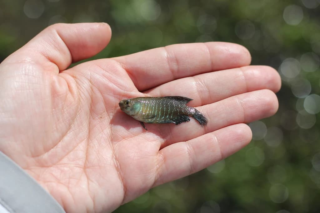 Argentine Pearlfish