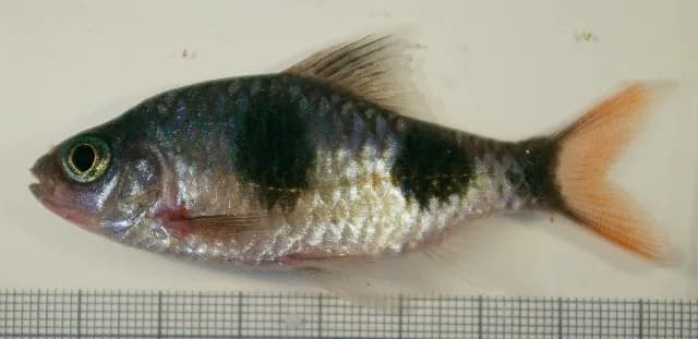 Arulius Barb