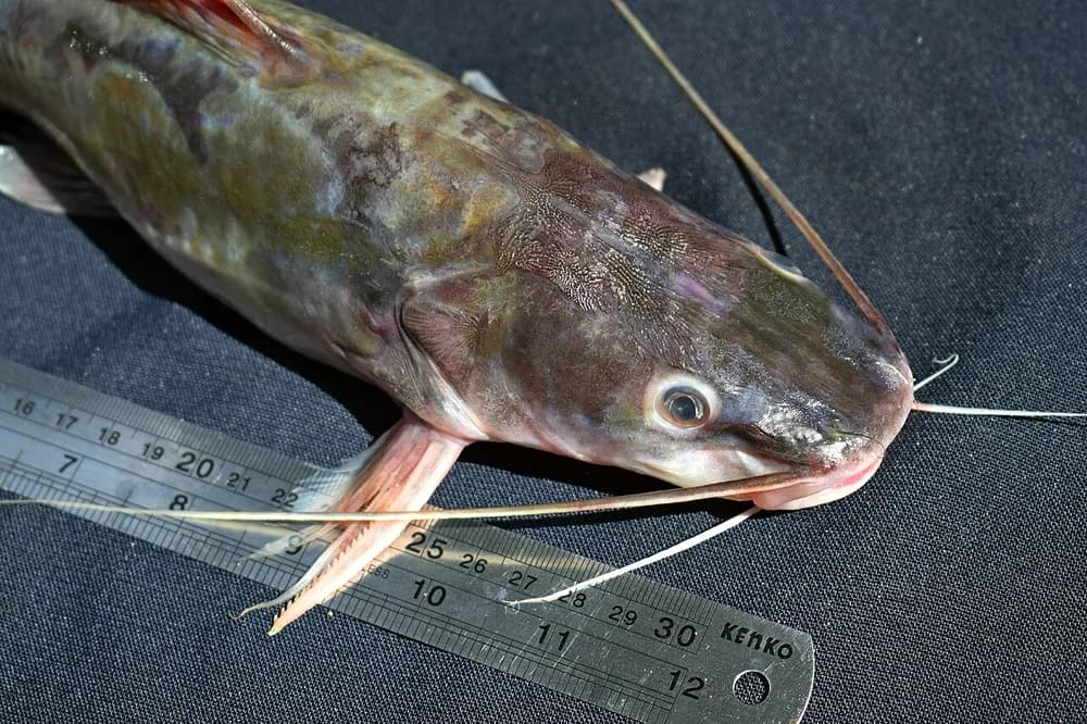 Asian Redtail Catfish