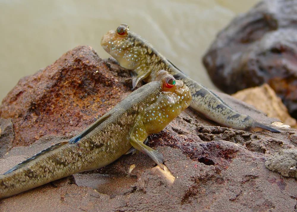 Atlantic Mudskipper