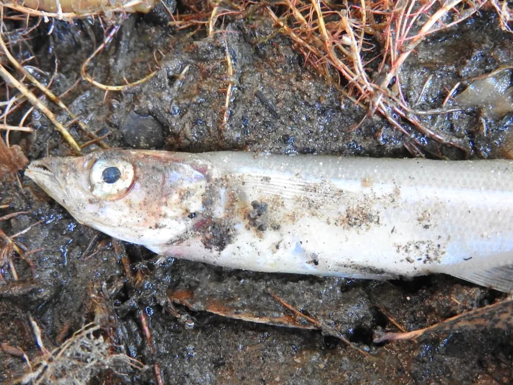 Atlantic Silverside