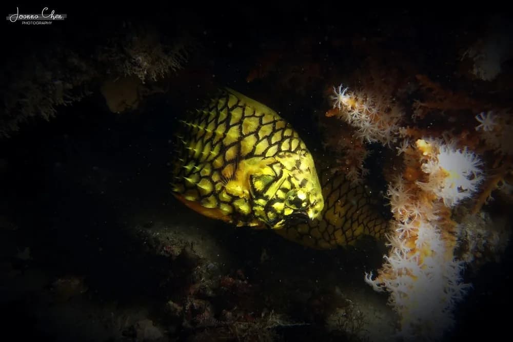 Australian Pineapplefish