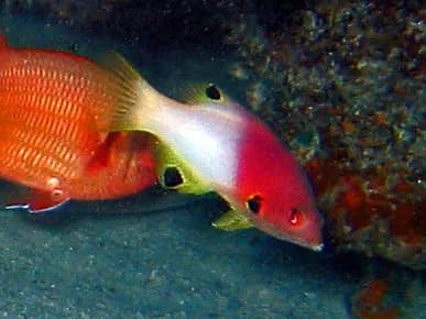 Axilspot Hogfish