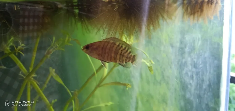 Badis