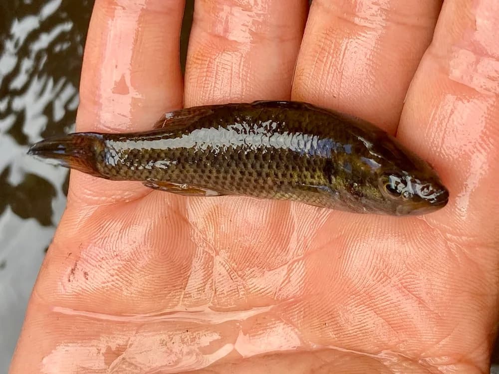 Balston's Pygmy Perch