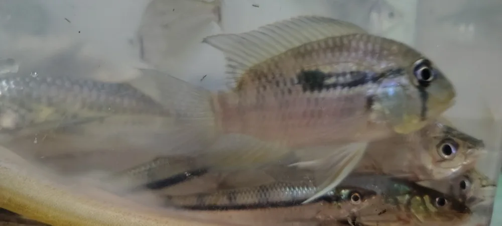 Banded Acara