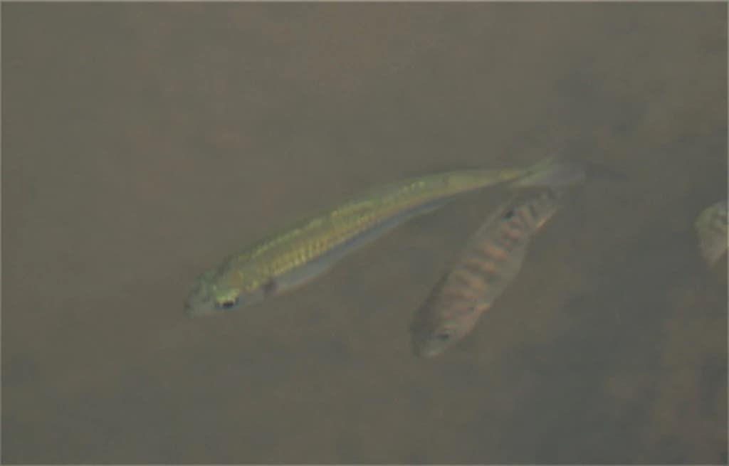 Banded Astyanax