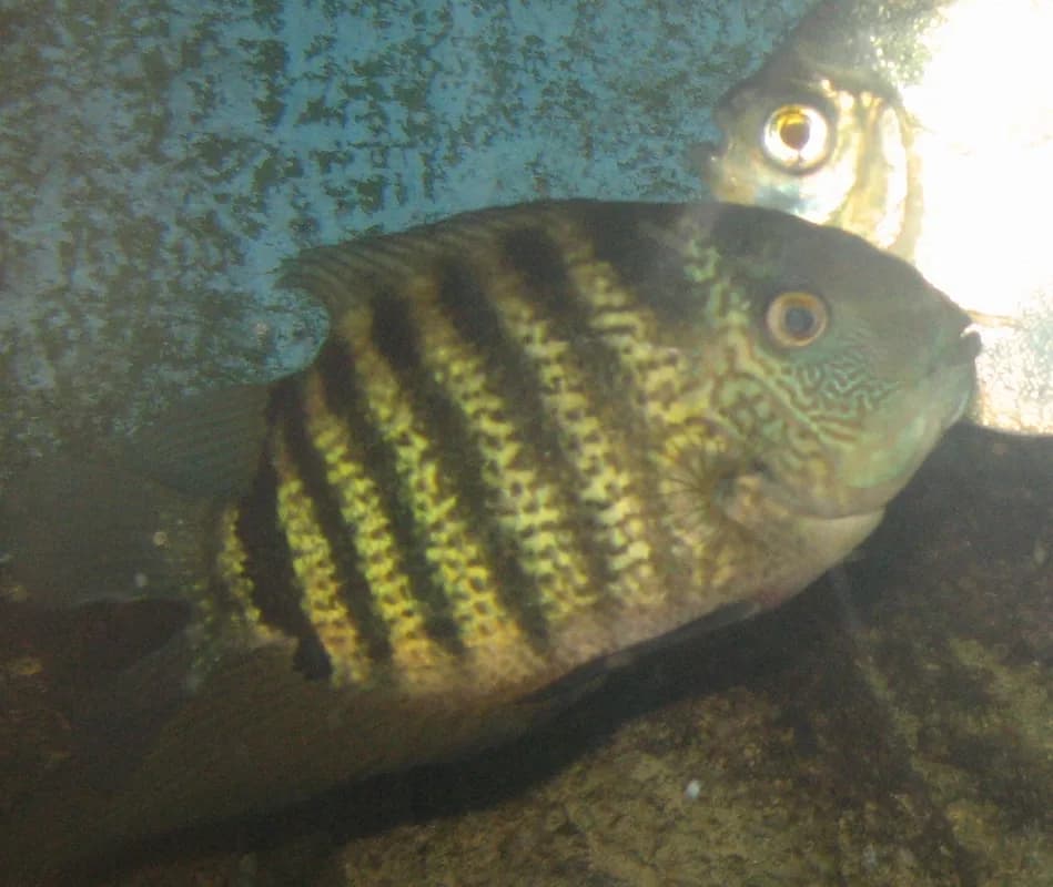 Banded Cichlid