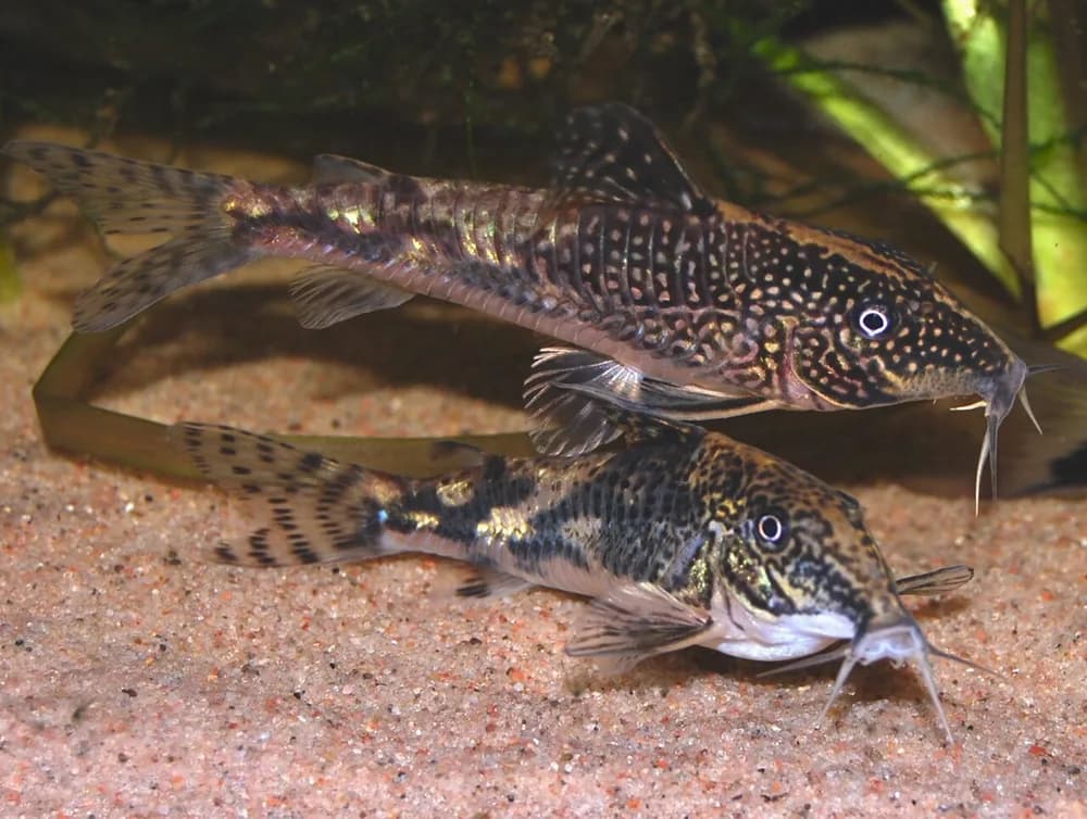 Banded Corydoras