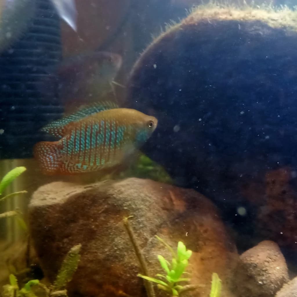 Banded Gourami
