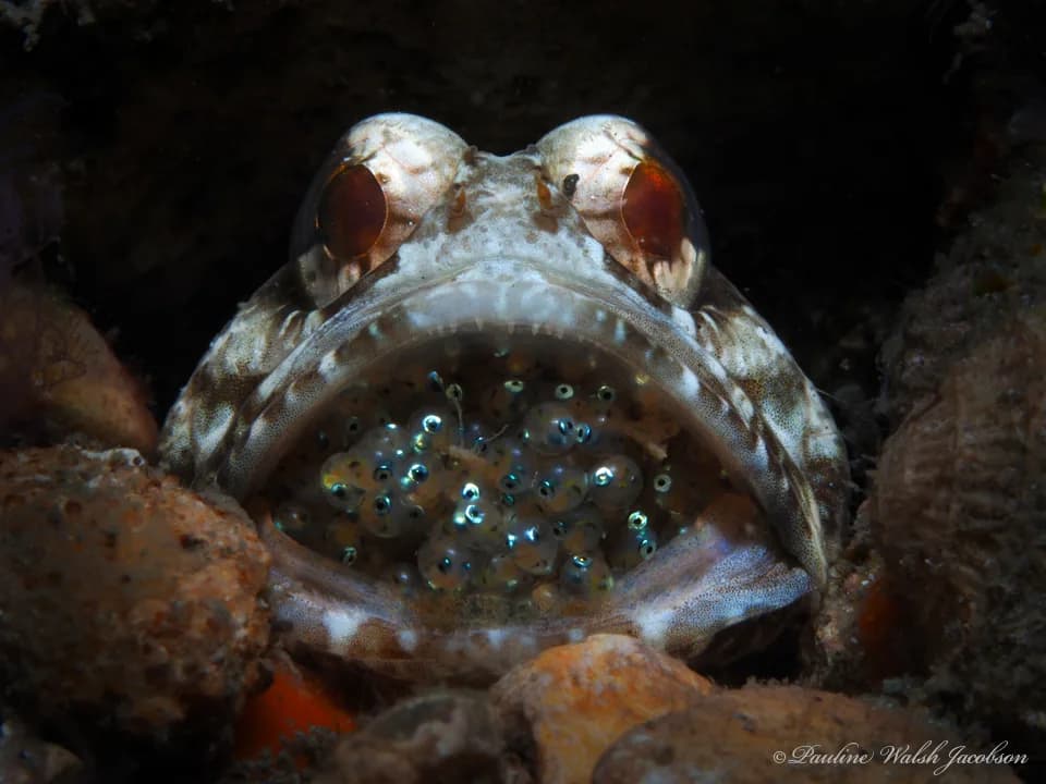 Banded Jawfish