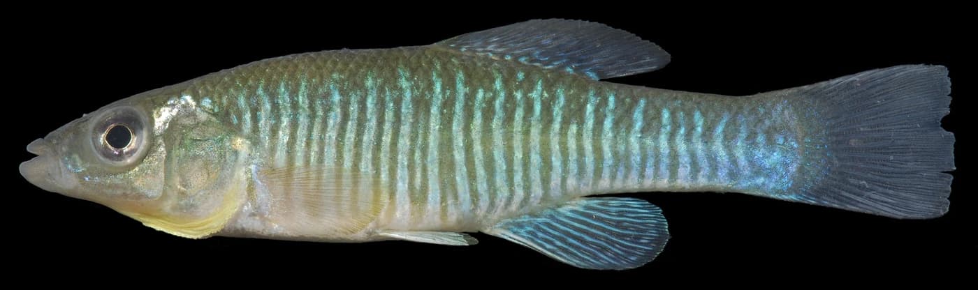 Banded Killifish