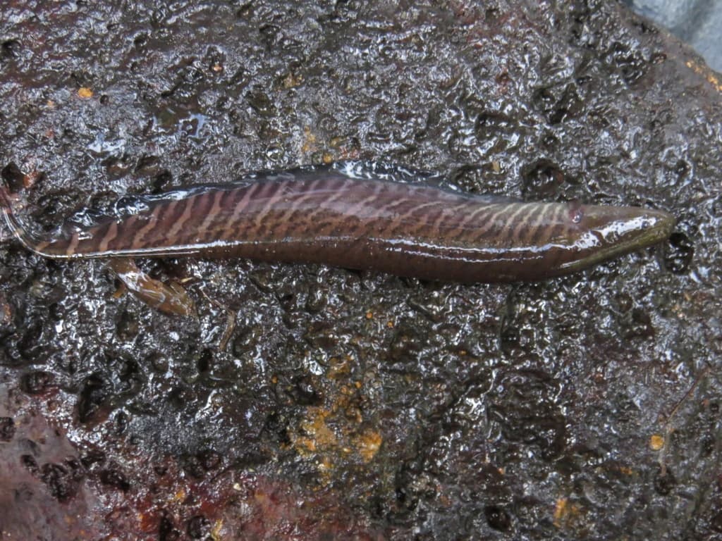 Banded Knifefish