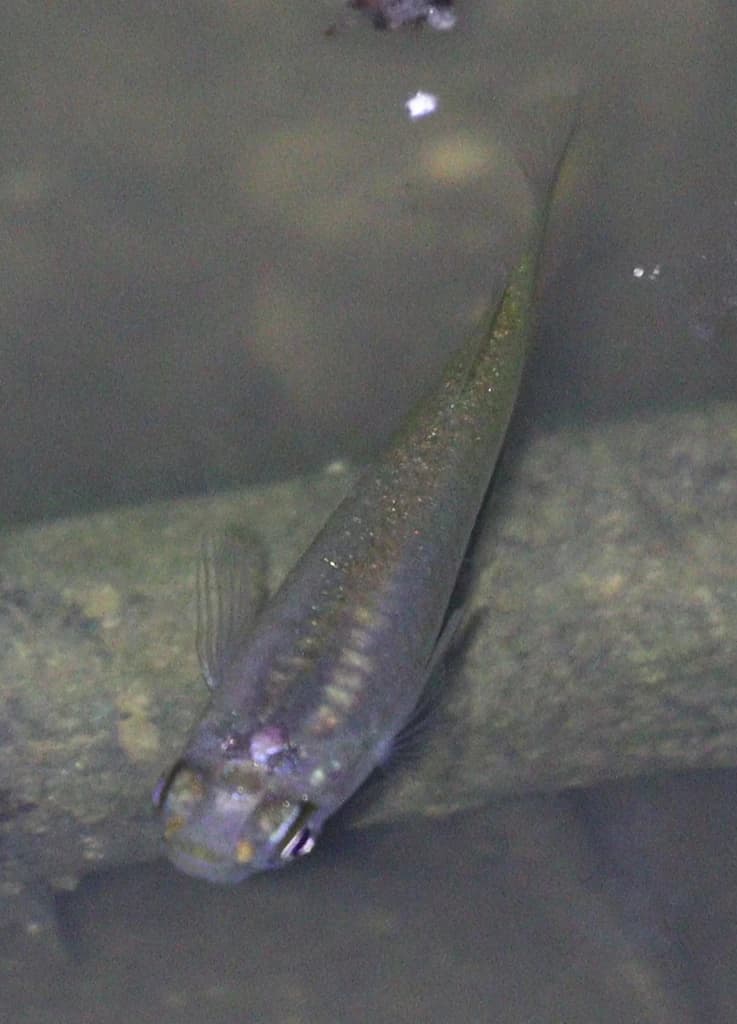 Banded Lampeye