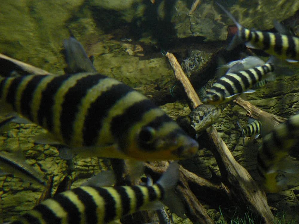 Banded Leporinus