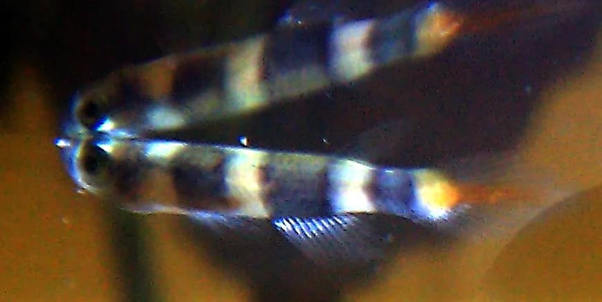 Banded Panchax