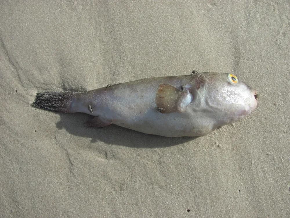Banded Puffer