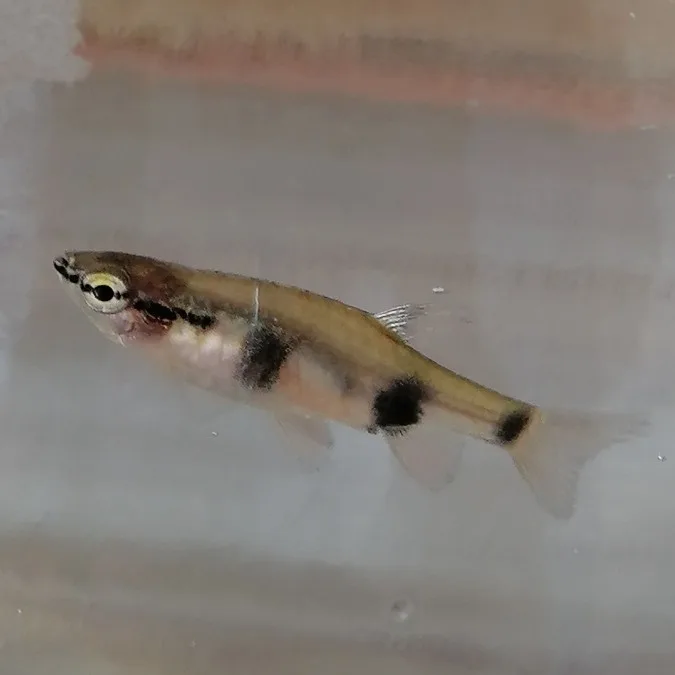 Banded Pyrrhulina