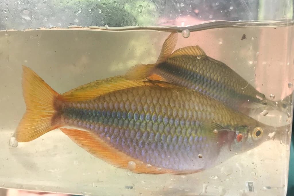 Banded Rainbowfish