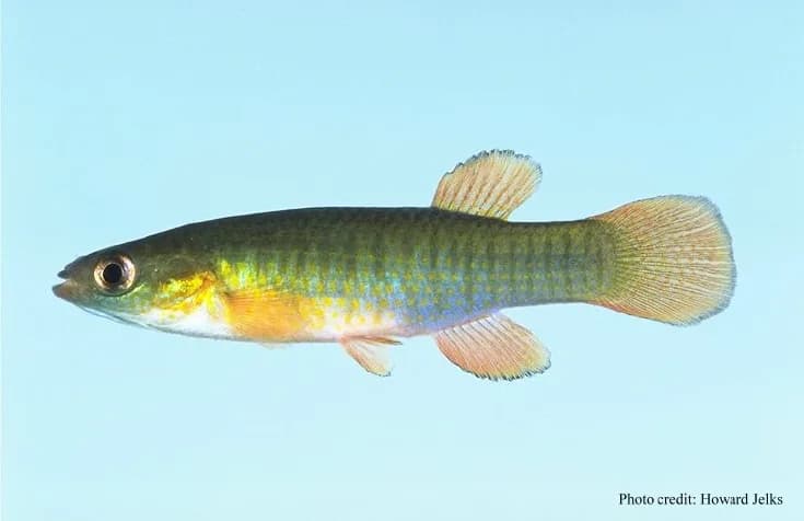 Banded Topminnow