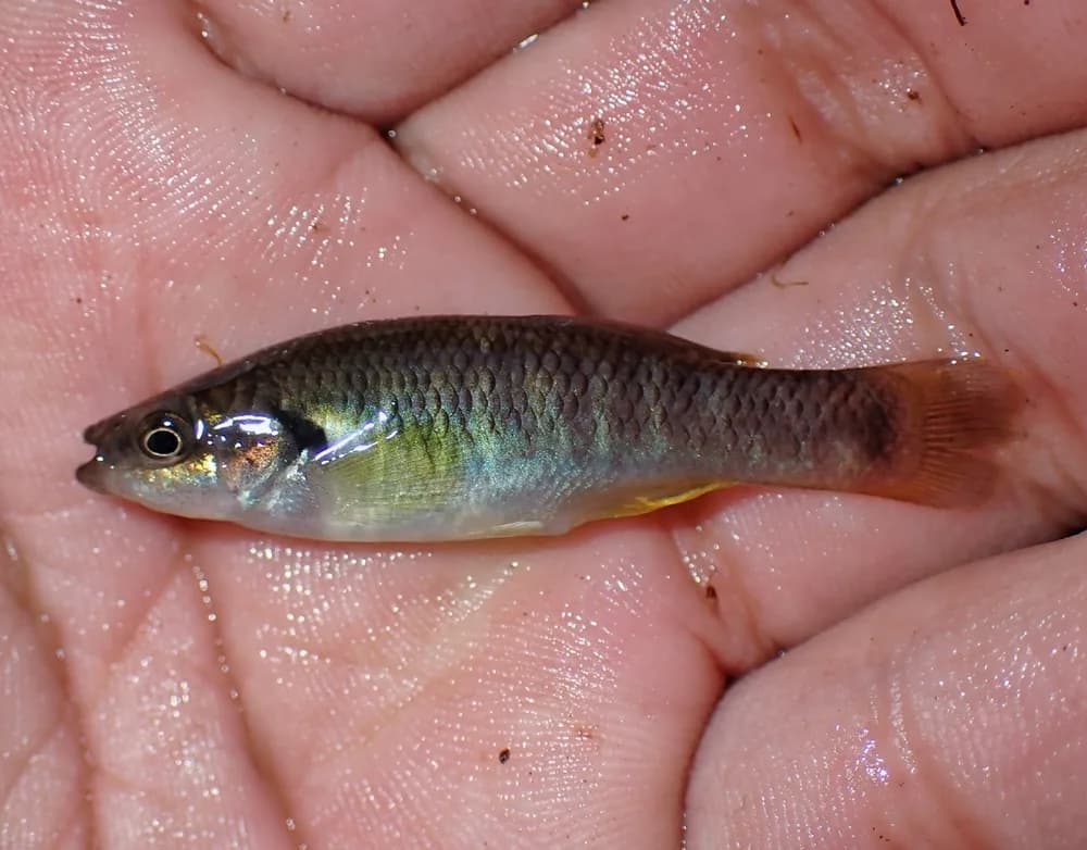 Bandfin Splitfin