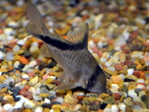 Bandit Corydoras