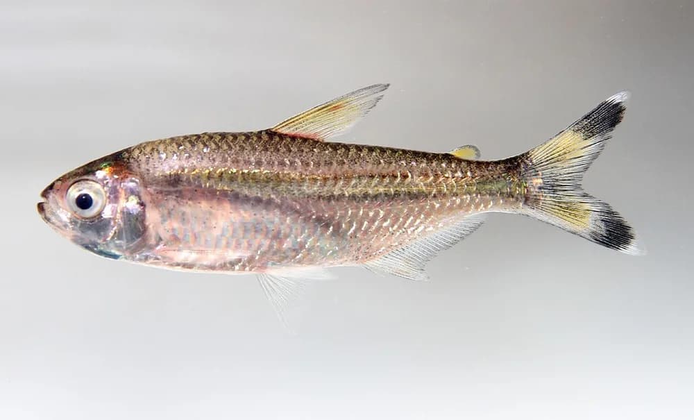 Bandtail Tetra