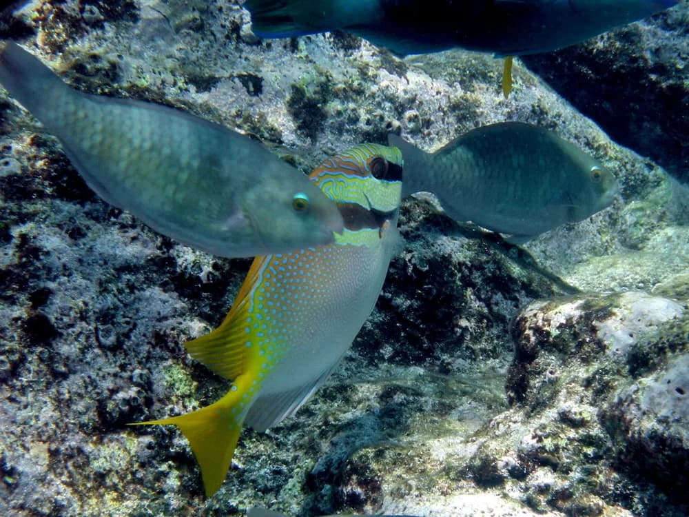 Barhead Spinefoot