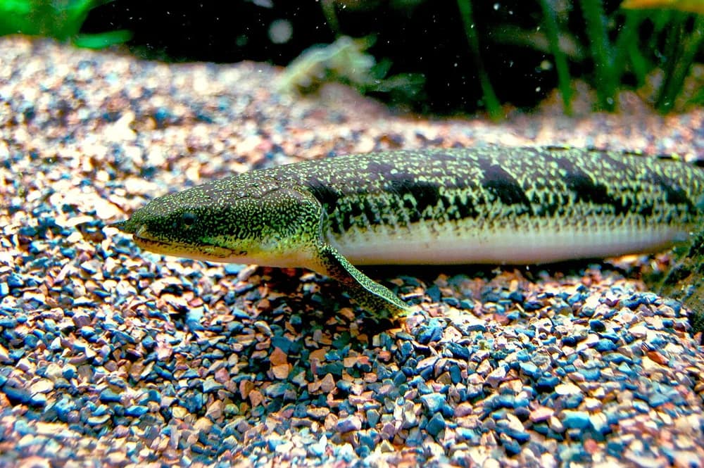 Barred Bichir