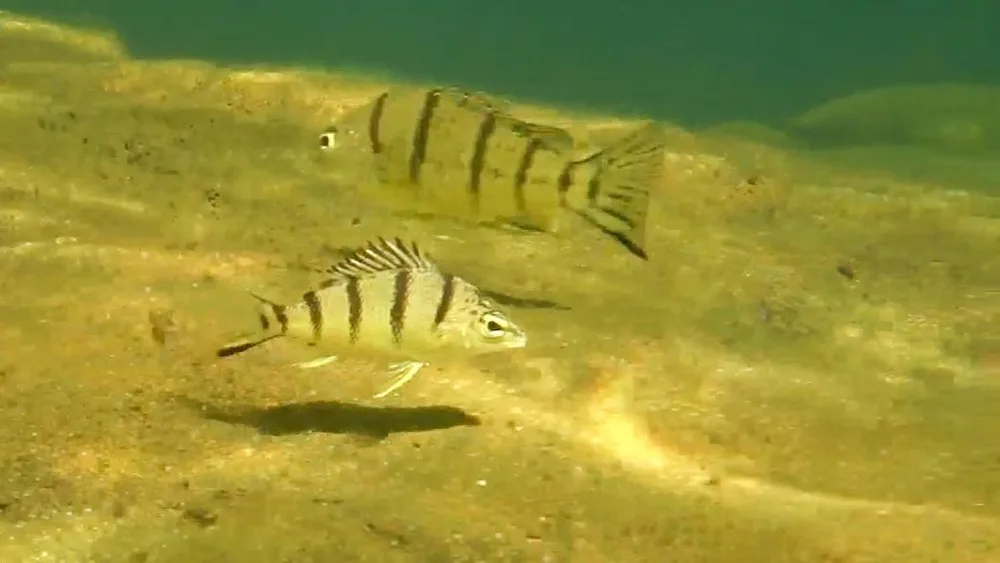 Barred Grunter