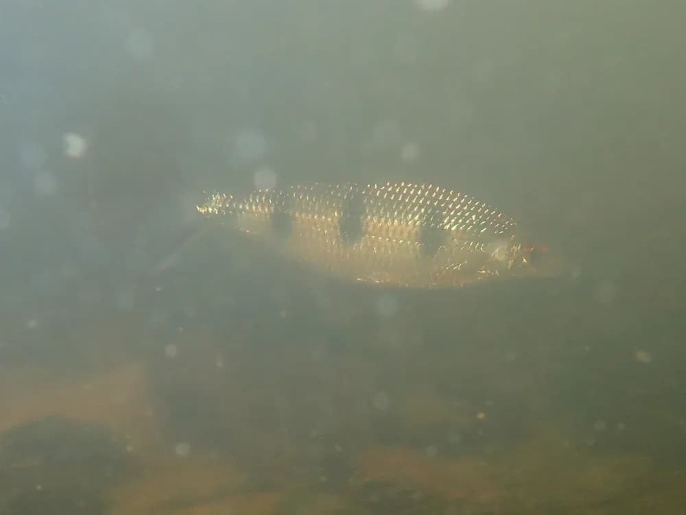 Barred Hemiodus