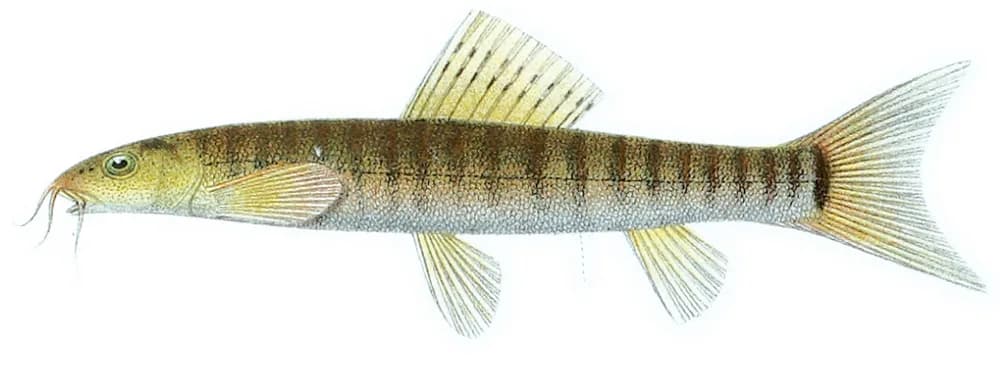 Barred Loach