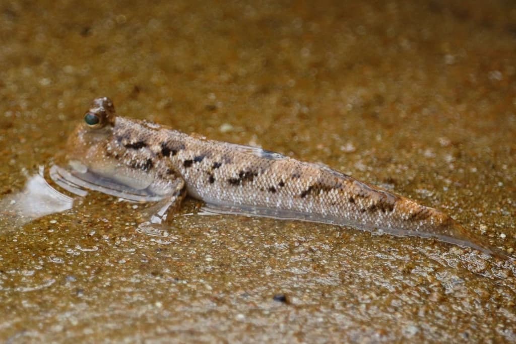 Barred Mudskipper