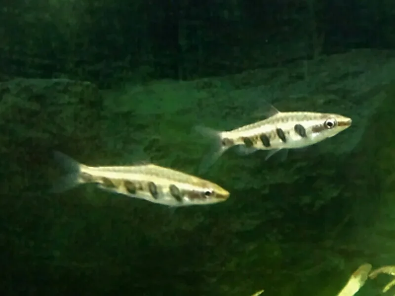 Barred Pencilfish