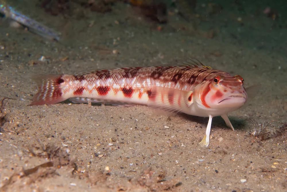 Barred Sandperch